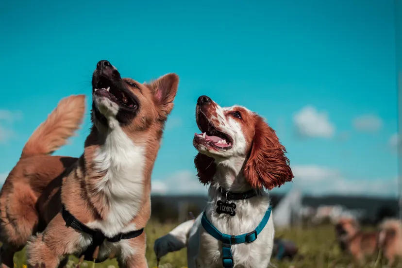 camilo fierro z7rcwqci77s unsplash