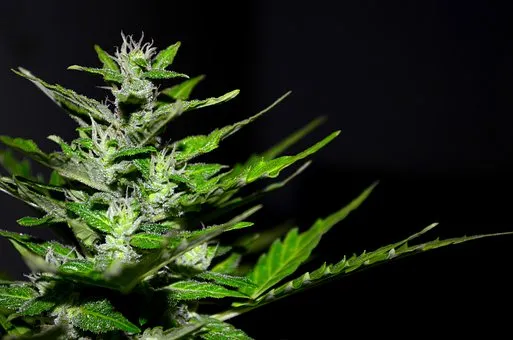 cannabis 2761102 340