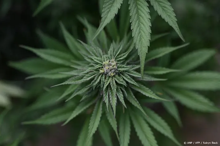 cannabisbedrijven knallen omhoog op negatief wall street
