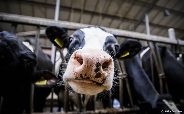 cbs evenveel melkkoeien wel minder varkens in veehouderij