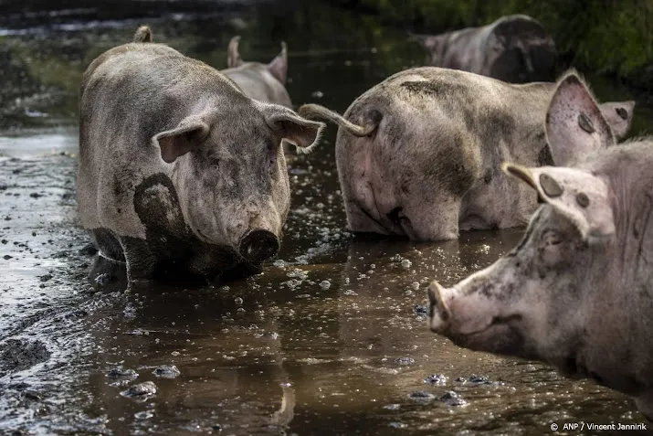 cbs minder stikstof in veehouderij vooral bij varkens en koeien