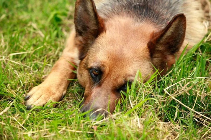 cel voor mishandeling en aanval met honden