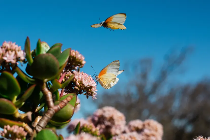 charl folscher kkkpolggtm0 unsplash