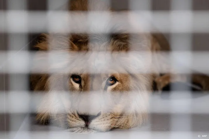 chauffeurs stichting leeuw halen dieren uit oekraine op