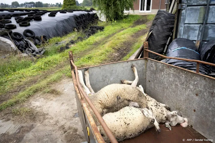china houdt nederlands schapen en rundvlees tegen om blauwtong
