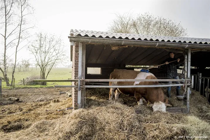 china verbiedt ook invoer sperma van runderen om blauwtongvirus