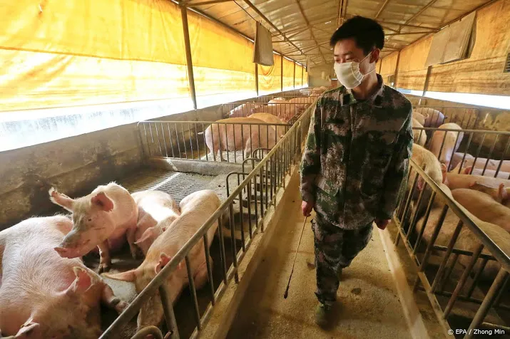 china weert duits varkensvlees vanwege varkenspest