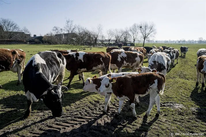 concept akkoord rekende op 25 tot 30 procent minder vee