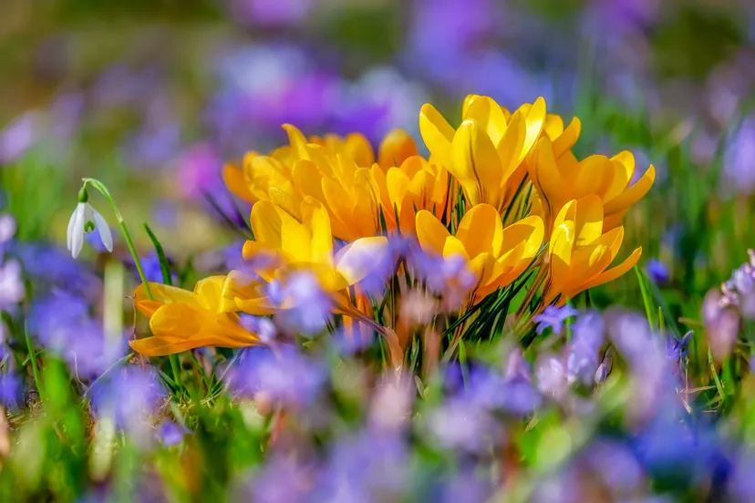 crocus g70e466b96 1920