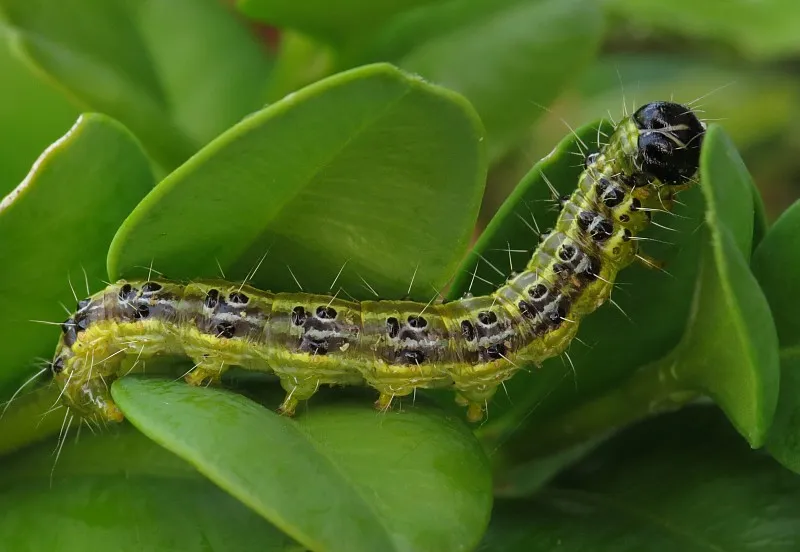 cydalima perspectalis crambidae caterpillar ammerzoden the netherlands