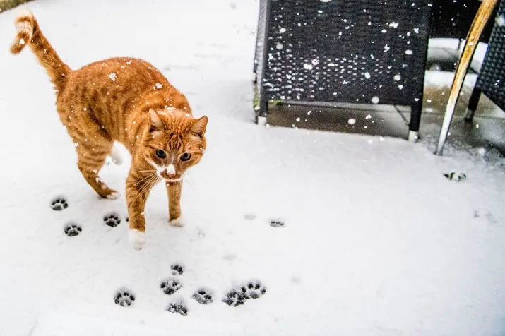 d66 wil verplichte chip voor kat