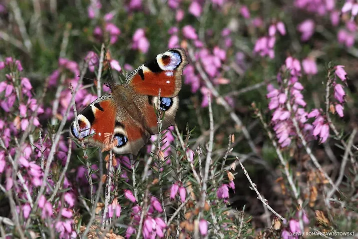 dagpauwogen en citroenvlinders fladderen rond door warme dagen