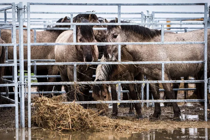 deel konikpaarden spanje heeft parasiet