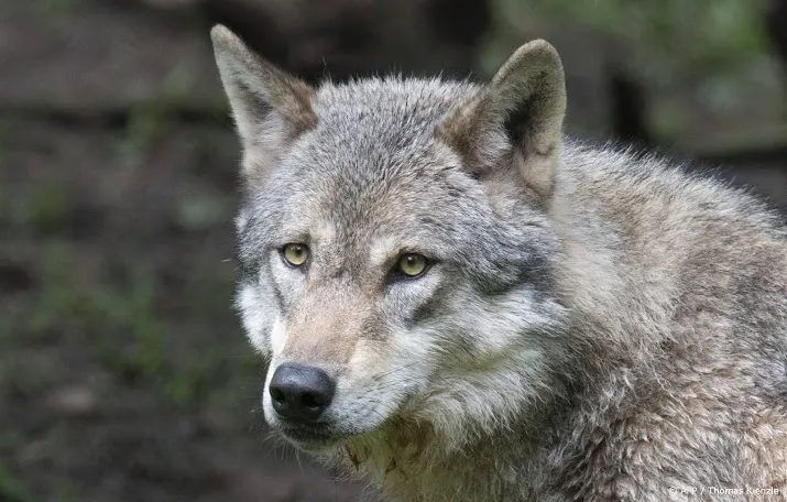 deskundigen wolf die aanvalt vliegt naar de keel