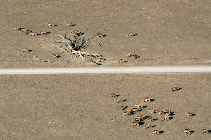 dieren oostvaardersplassen lijden onnodig