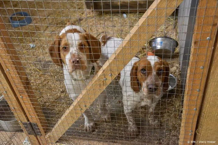 dierenartsen hebben al zon 300 dieren uit oekraine behandeld