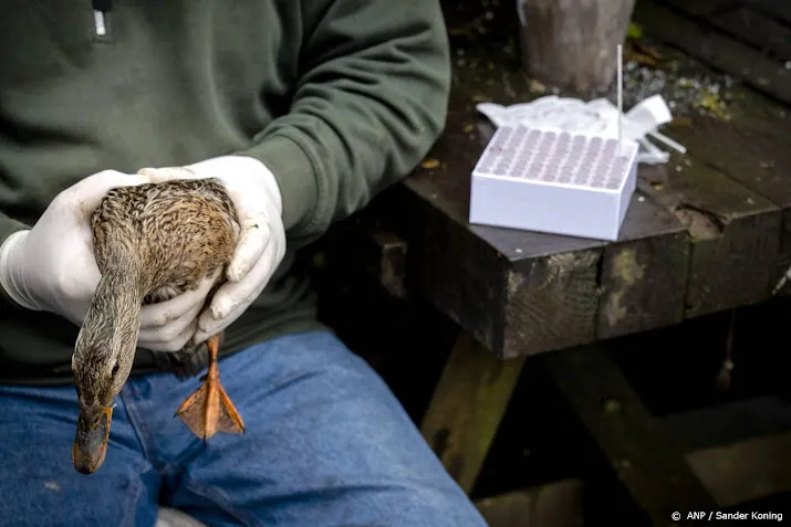 dierenbescherming wil regels voor vervoer zieke wilde vogels
