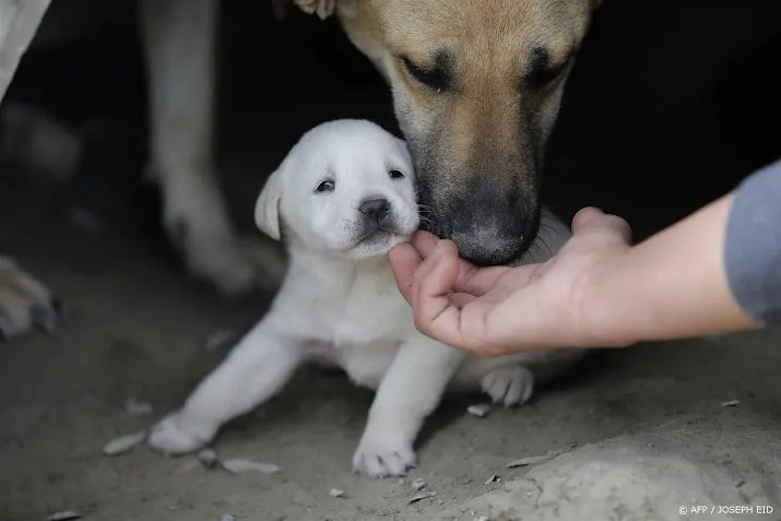 dierenorganisatie nog veel illegale advertenties voor puppys