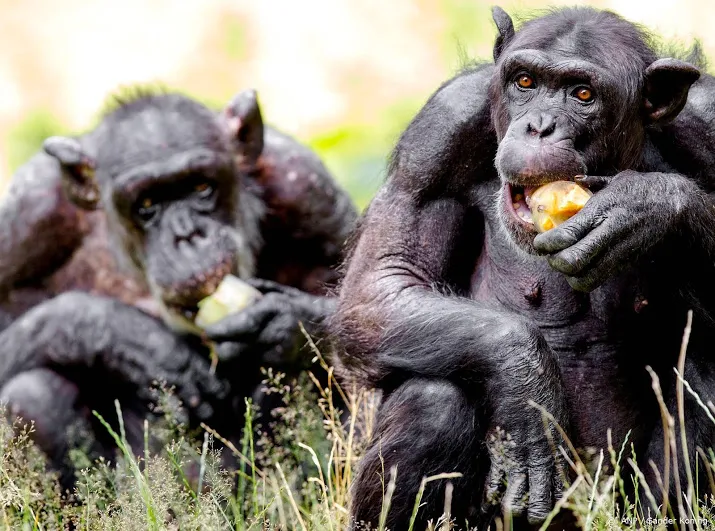 dierenpark amersfoort schiet twee chimpansees dood na ontsnapping