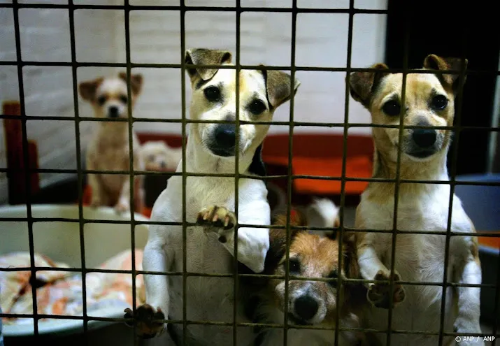 dierenpensions weer vol met feestdagen ook druk buiten piekmaanden