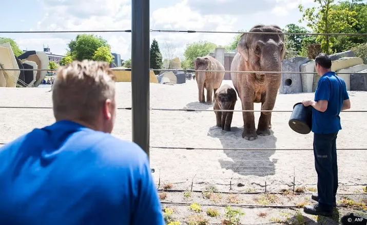 dierentuin artis blijft open maar binnenlocaties gaan dicht