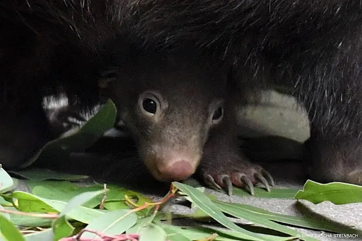 dierentuin bestzoo verwelkomt eerste wombat jong in nederland