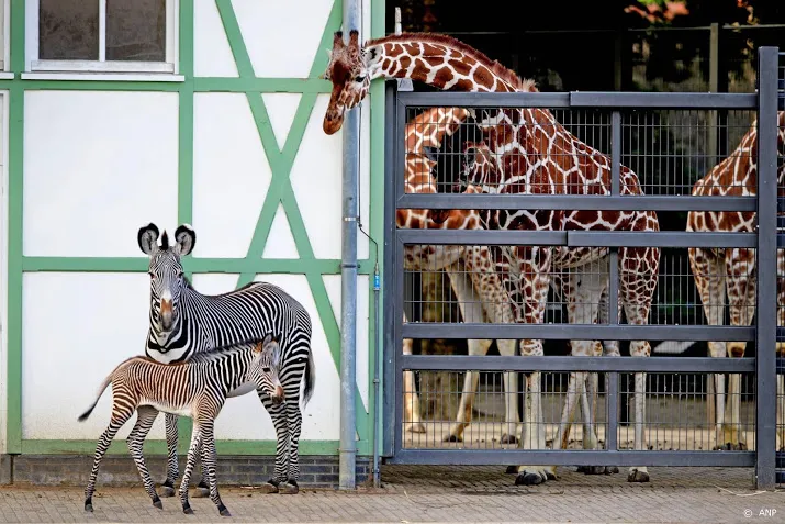 dierentuinen vrezen voor voortbestaan en vragen om noodpakket
