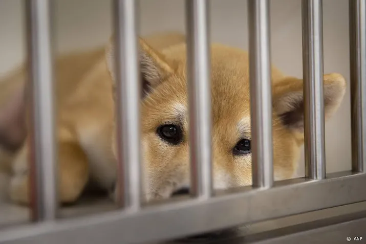 dierenwelzijnsorganisatie honderden dieren puppyhandelaar zoek
