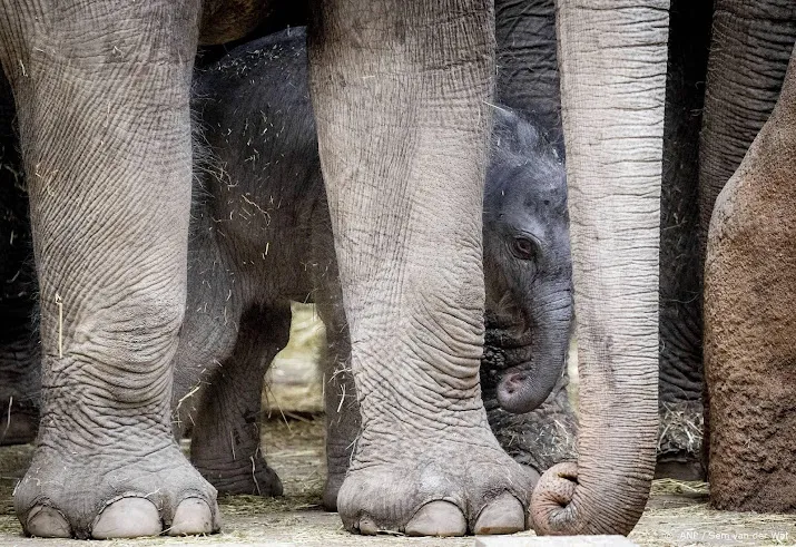 diergaarde blijdorp verwelkomt olifantje