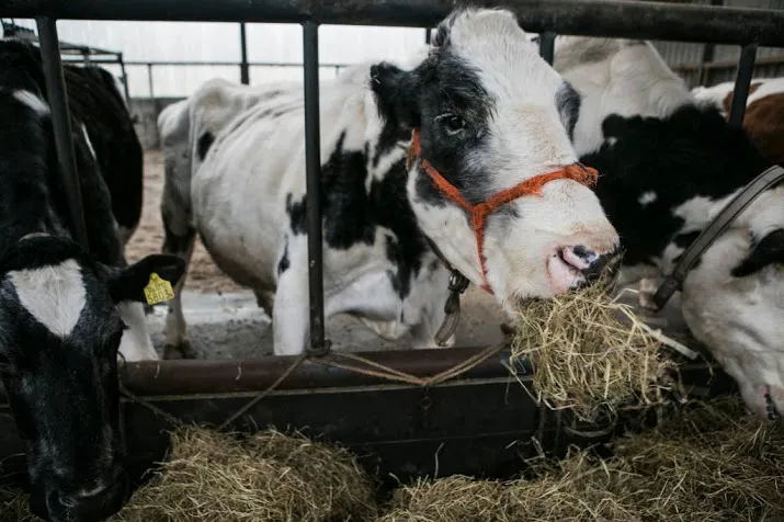 diervoederbedrijf zet stap naar indonesie