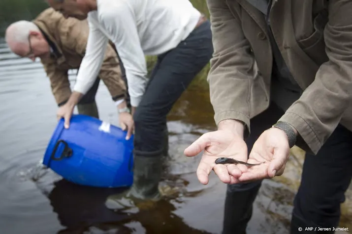 dikkopjes in de knel door droogte