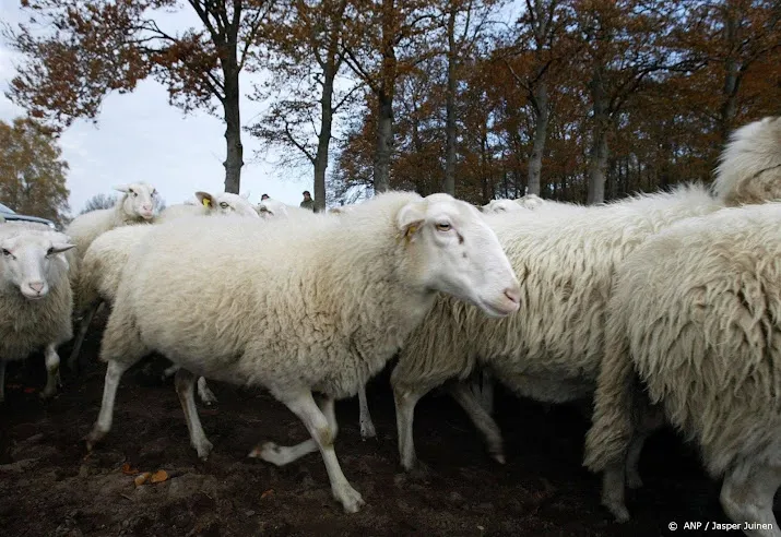 dna onderzoek bewijst dat schapen hallum zijn gedood door hond