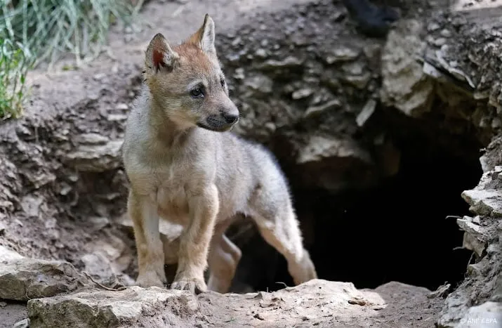 dna onderzoek toont negen nieuwe wolven in nederland aan