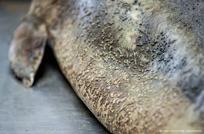 dode bruinvissen droegen gevaarlijke bacterie in zich