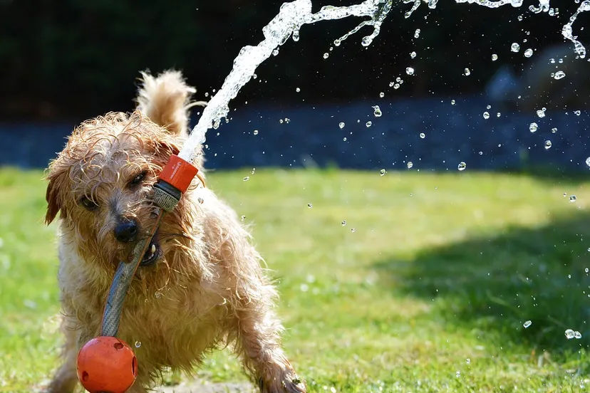 dog 1310545 960 720