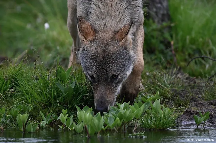 drentse wethouder pleit voor loslaten herten als voer voor wolf