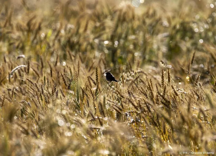 droogte zit australische tarweoogst dwars