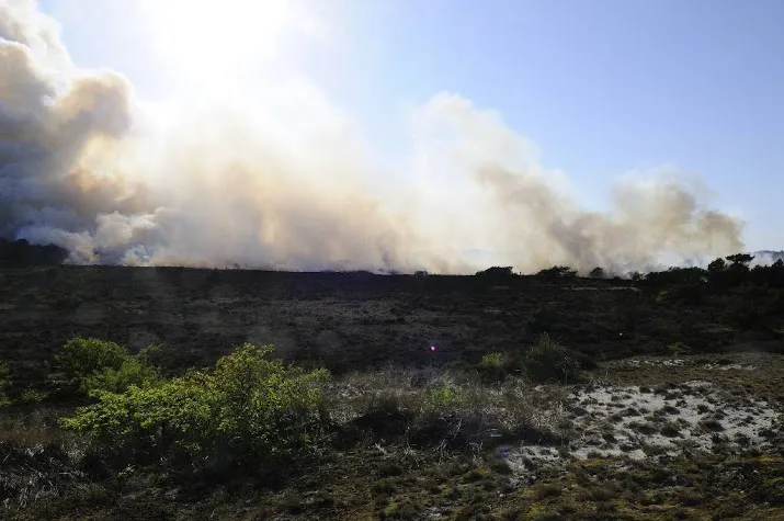 duinbrand bij heemskerk