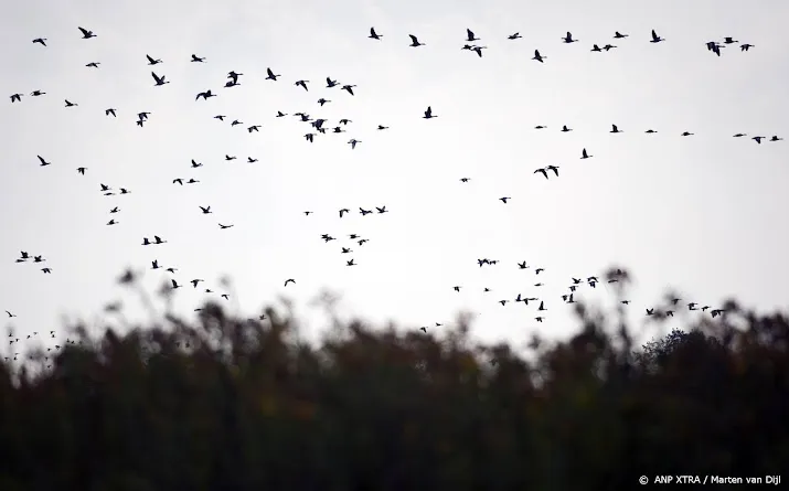 duizenden grote sterns dood door uitbraken vogelgriep aan kust