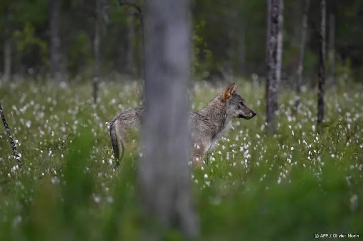 ecoloog wolf is waarschijnlijk in het nauw gedreven