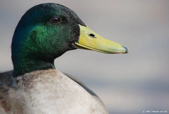 eendjes voeren wordt in rotterdam verboden