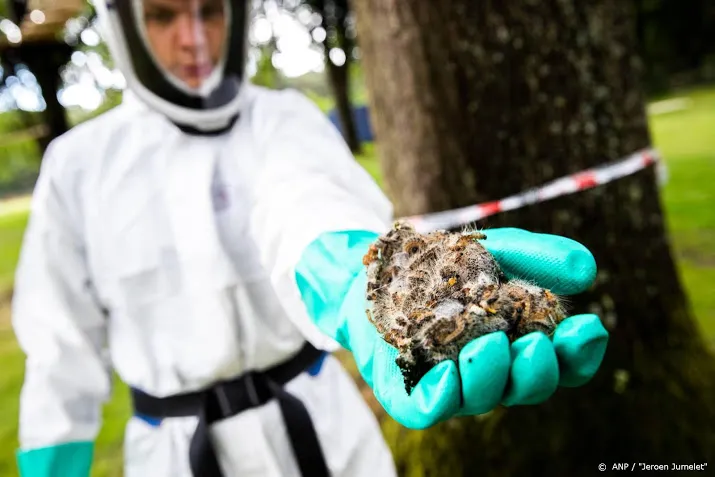 eerste eikenprocessierupsen krijgen brandharen