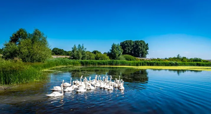 eerste gereinigde zwanen na olielek uitgezet