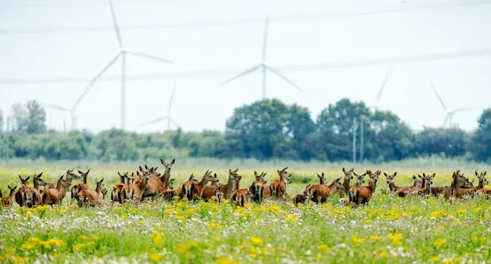 eerste herten oostvaardersplassen afgeschoten