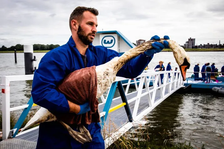 eerste olievlekvogels in noodopvang