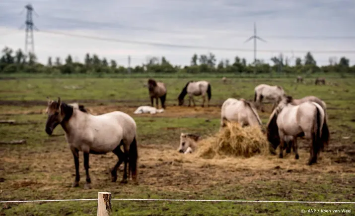 elf paarden vangweide oostvaardersplassen dood