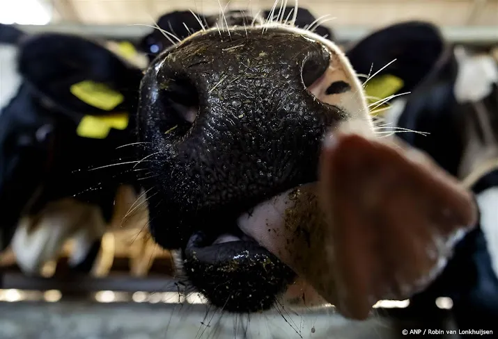 europarlement stemt in met terugdringen uitstoot in veehouderij