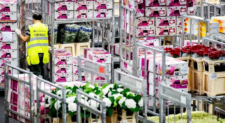 export bloemen en planten gestagneerd door kou