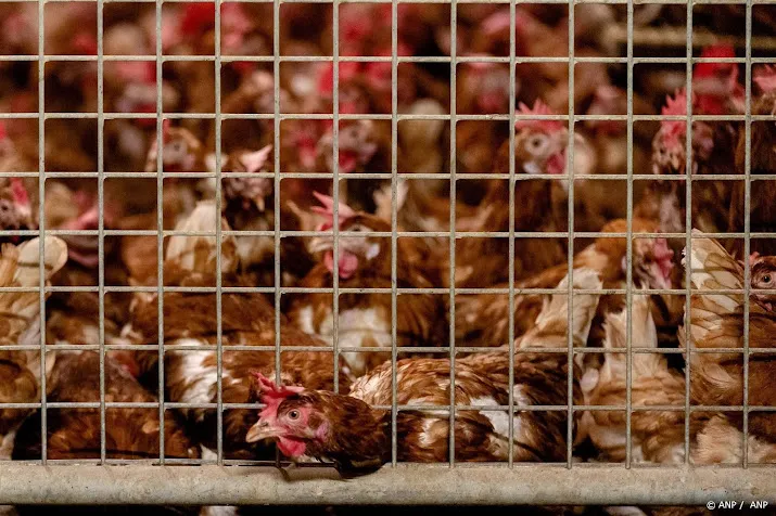 extra schoonmaakbeurt voor pluimveevervoer uit belgie en duitsland