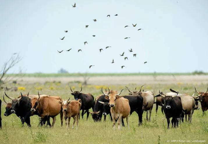 extra voer voor runderen oostvaardersplassen